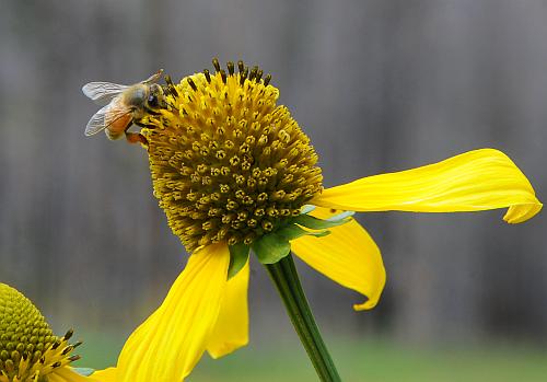 Rudbeckia_laciniata_ampla.jpg