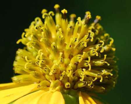 Rudbeckia_laciniata_florets.jpg