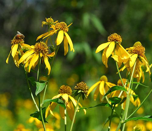 Rudbeckia_laciniata_heads.jpg