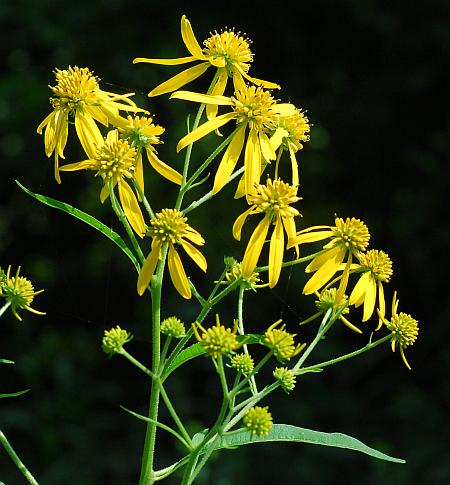 Rudbeckia_laciniata_inflorescence.jpg