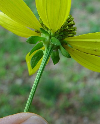 Rudbeckia_laciniata_involucre.jpg