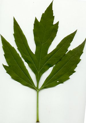 Rudbeckia_laciniata_leaf.jpg