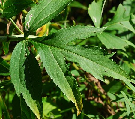 Rudbeckia_laciniata_leaf1.jpg