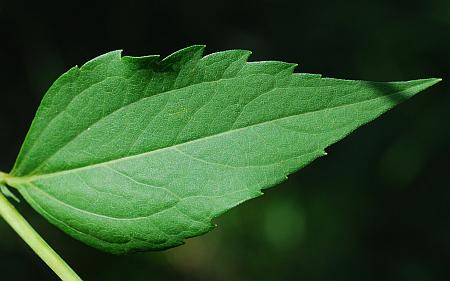 Rudbeckia_laciniata_leaf1a.jpg