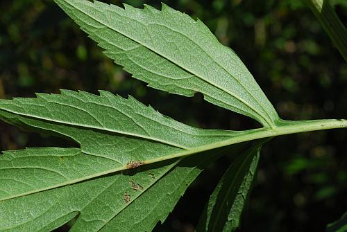 Rudbeckia_laciniata_leaf2.jpg
