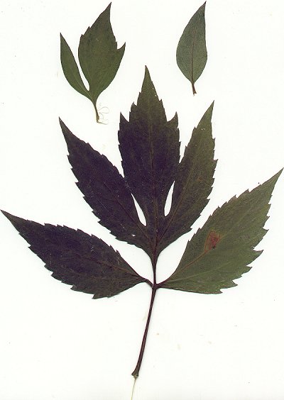 Rudbeckia_laciniata_pressed_leaves.jpg