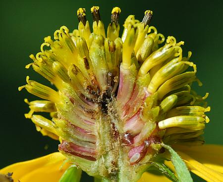 Rudbeckia_laciniata_sectioned.jpg