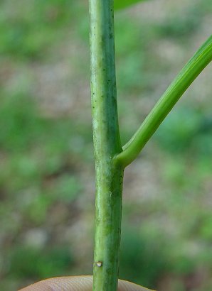 Rudbeckia_laciniata_stem.jpg