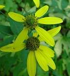 Rudbeckia laciniata thumbnail