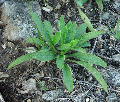 Rudbeckia_missouriensis_basals.jpg