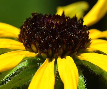 Rudbeckia_missouriensis_florets.jpg