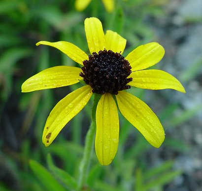 Rudbeckia_missouriensis_flowers.jpg