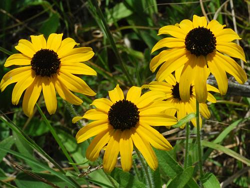 Rudbeckia_missouriensis_heads.jpg