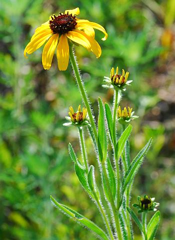 Rudbeckia_missouriensis_inflorescence.jpg