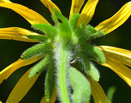 Rudbeckia_missouriensis_involucre.jpg