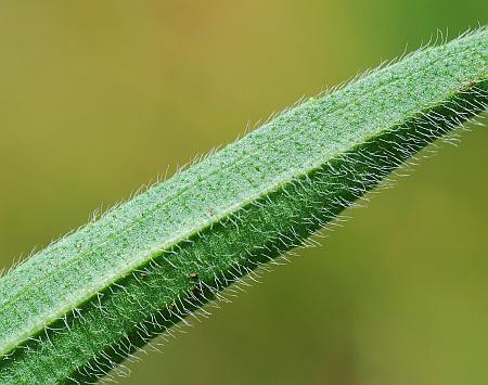 Rudbeckia_missouriensis_leaf2.jpg