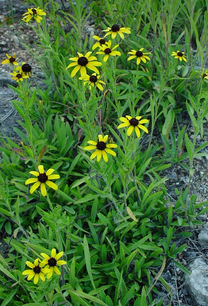 Rudbeckia_missouriensis_plant.jpg