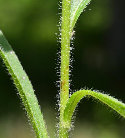 Rudbeckia_missouriensis_stem.jpg