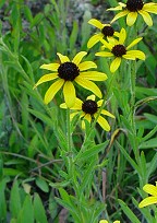 Rudbeckia missouriensis thumbnail