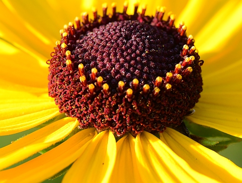 Rudbeckia_subtomentosa_florets.jpg