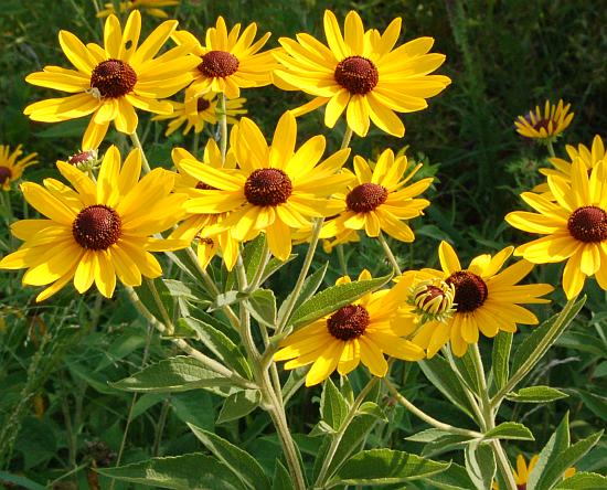 Rudbeckia_subtomentosa_inflorescence.jpg