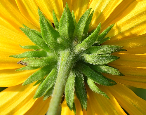 Rudbeckia_subtomentosa_involucre.jpg