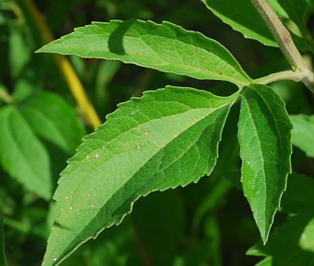 Rudbeckia_subtomentosa_leaf1.jpg