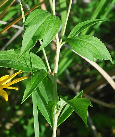 Rudbeckia_subtomentosa_leaves1.jpg