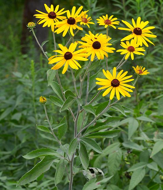 Rudbeckia_subtomentosa_plant.jpg