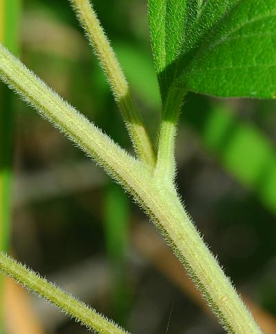 Rudbeckia_subtomentosa_stem.jpg