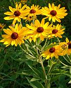 Rudbeckia subtomentosa thumbnail