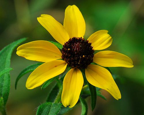 Rudbeckia_triloba_head1.jpg