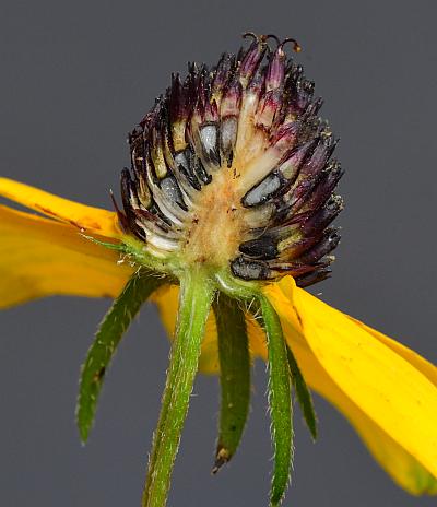 Rudbeckia_triloba_head3.jpg