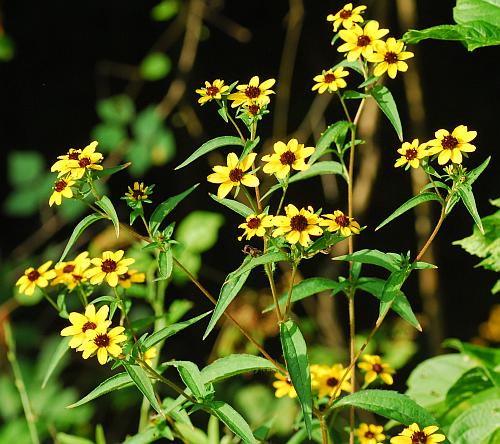 Rudbeckia_triloba_inflorescence.jpg