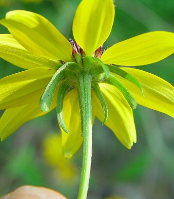 Rudbeckia_triloba_involure.jpg