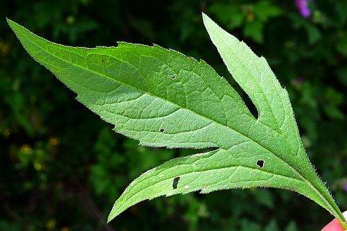 Rudbeckia_triloba_leaf1.jpg