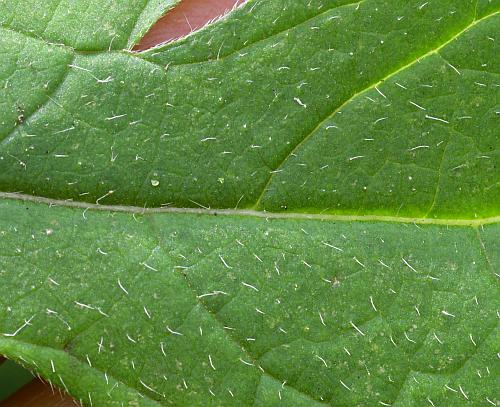 Rudbeckia_triloba_leaf1a.jpg