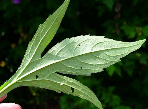 Rudbeckia_triloba_leaf2.jpg