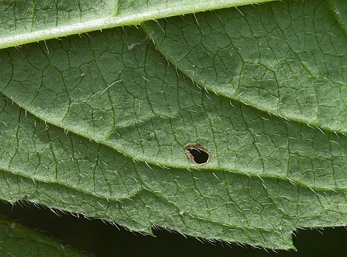 Rudbeckia_triloba_leaf2a.jpg