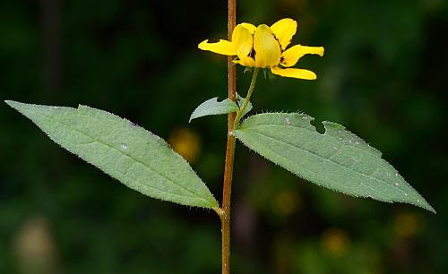 Rudbeckia_triloba_leaves3.jpg