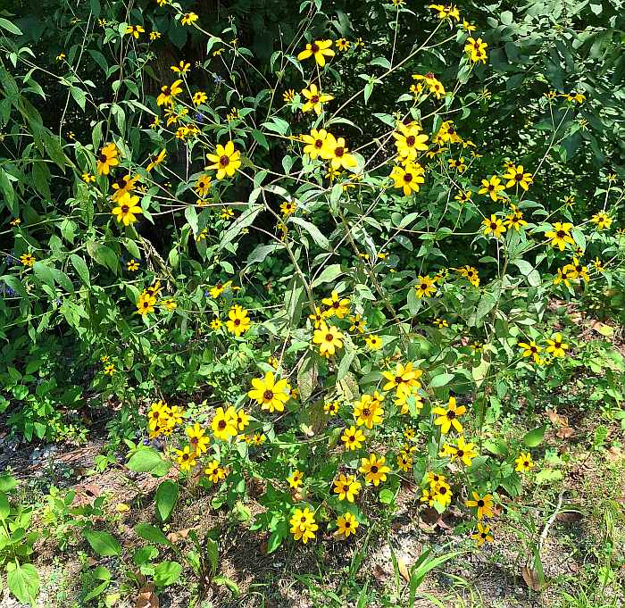 Rudbeckia_triloba_plant.jpg