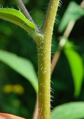 Rudbeckia_triloba_stem.jpg