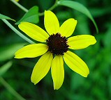 Rudbeckia triloba thumbnail