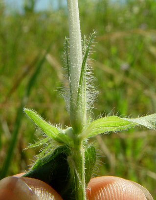 Ruellia_humilis_calyx.jpg