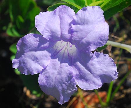 Ruellia_humilis_corolla.jpg