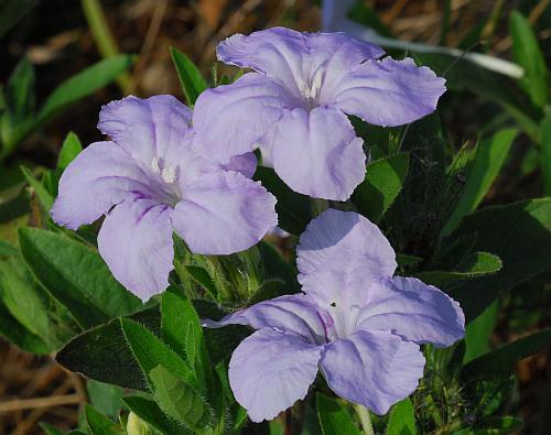 Ruellia_humilis_corollas.jpg