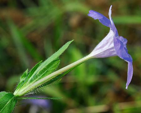 Ruellia_humilis_flower.jpg