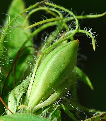 Ruellia_humilis_fruit.jpg