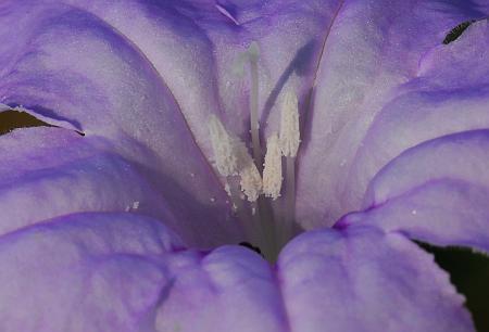 Ruellia_humilis_functional.jpg