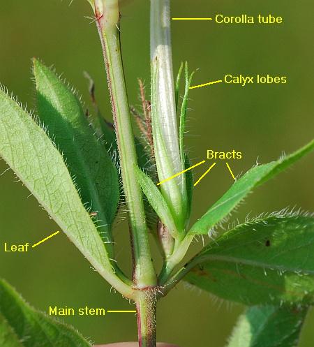 Ruellia_humilis_inflorescence.jpg